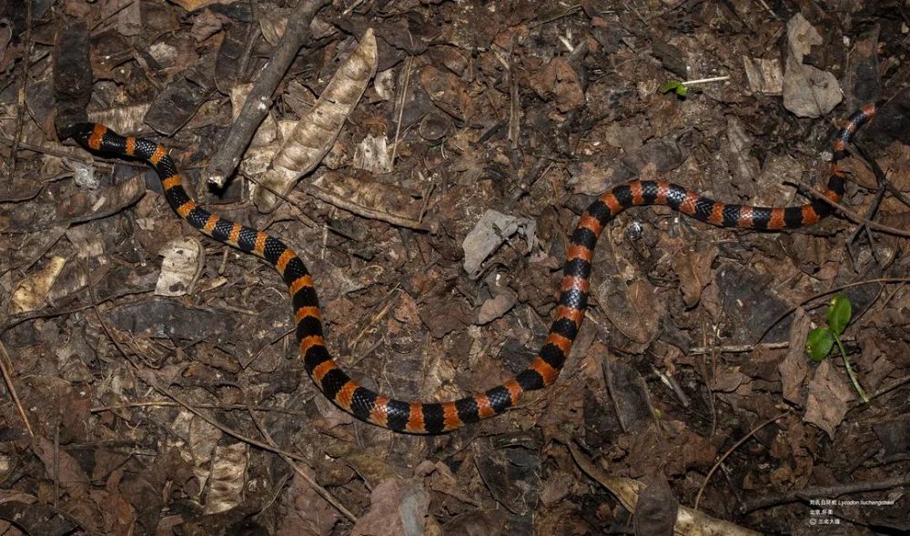 刘氏白环蛇 大猫要是我不开车,只是上山走走呢?那你更得当心蛇.