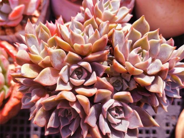 多肉夏梦 夏日往事成梦 秋天努力长成手捧花的样子真美 多肉 夏梦 植株