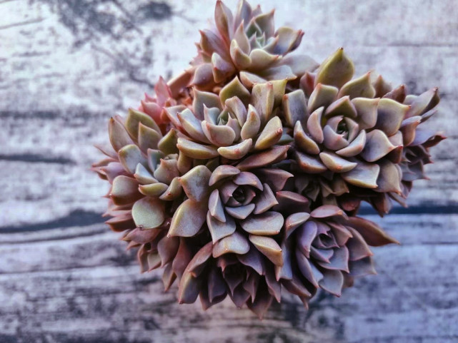 多肉夏梦 夏日往事成梦 秋天努力长成手捧花的样子真美 多肉 夏梦 植株