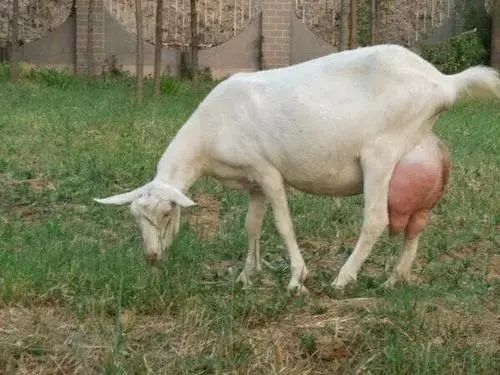 母羊产后出现这5种状况,一定要重视_腾讯新闻