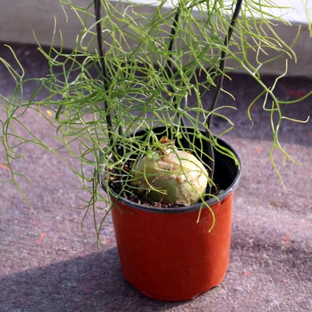 一种多肉长得特殊,名叫苍角殿,形象霸气皮实好养