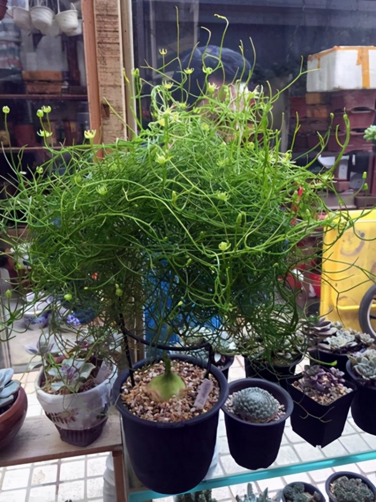 一种多肉长得特殊,名叫苍角殿,形象霸气皮实好养