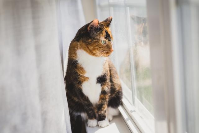 踏雪寻梅 猫咪的白手套是怎么来的 猫咪 伯曼猫