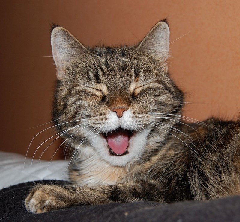 萌宠猫咪的微笑,给你带来一整天的好心情_腾讯新闻