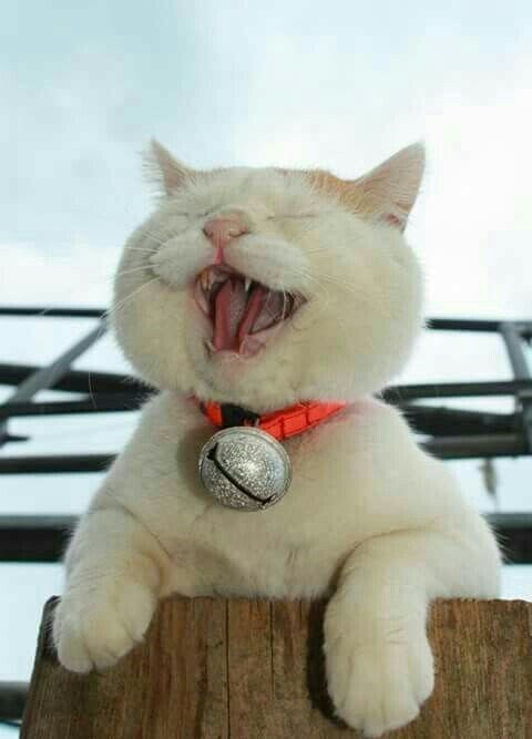 萌宠猫咪的微笑,给你带来一整天的好心情_腾讯新闻