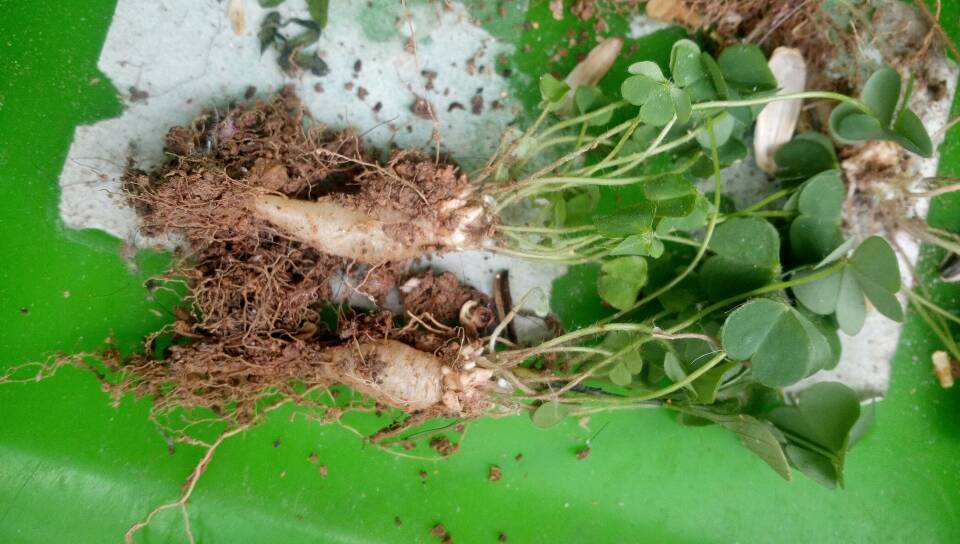 三叶草:小萝卜头,满满的儿时回忆,吃过的人估计都结婚了