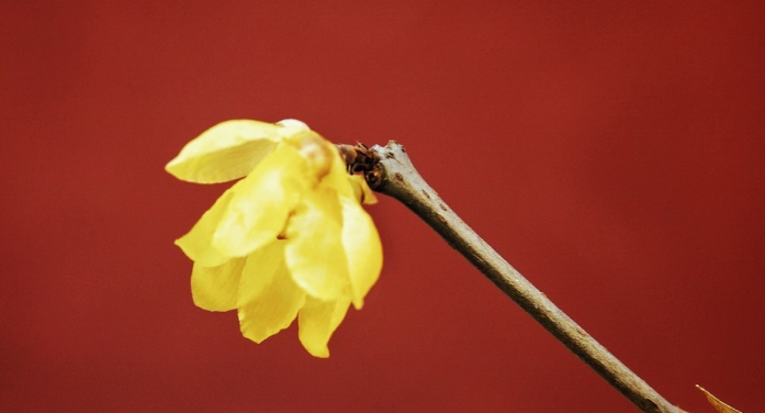 朱婷|人在困难时，请记住这几句话