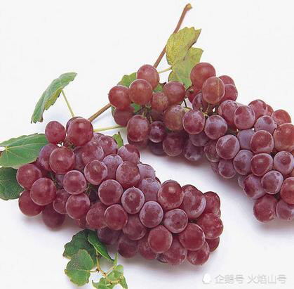 历史古老的龙眼葡萄