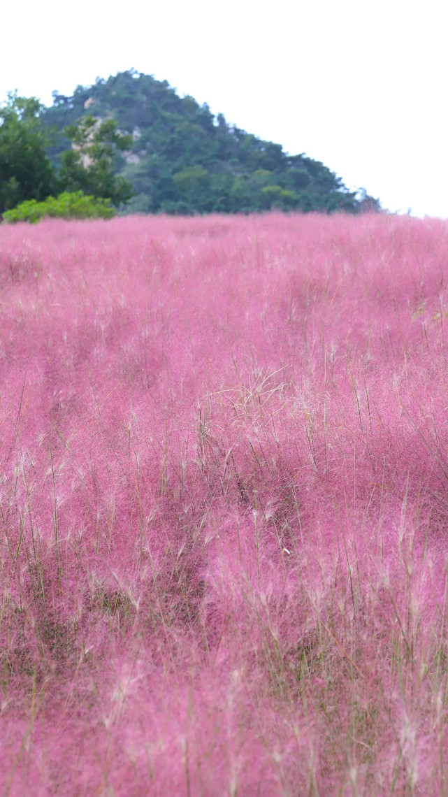 花海身处粉黛乱子草花海之中像是粉红色的童话世界粉色花穗连成一片
