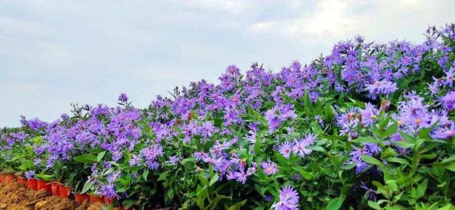 焦岗湖花田花海 百花齐放庆佳节