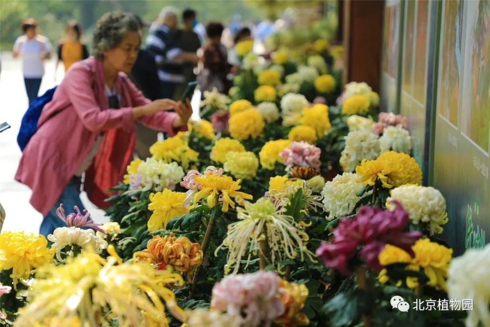 北京|红了！京城第一波红叶已上线！朝阳人家门口就能见！