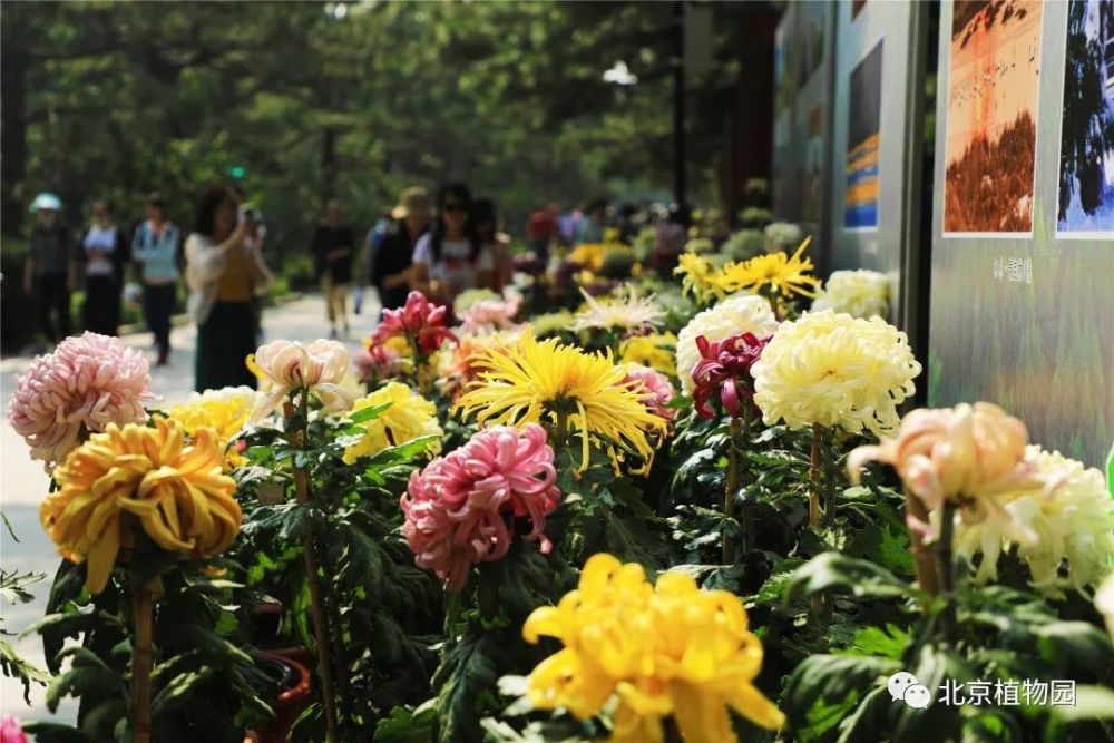 北京|红了！京城第一波红叶已上线！朝阳人家门口就能见！