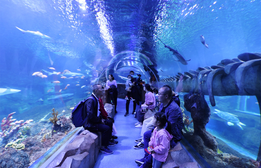 国庆遛娃哪里去?西安曲江海洋馆避风挡雨有萌趣