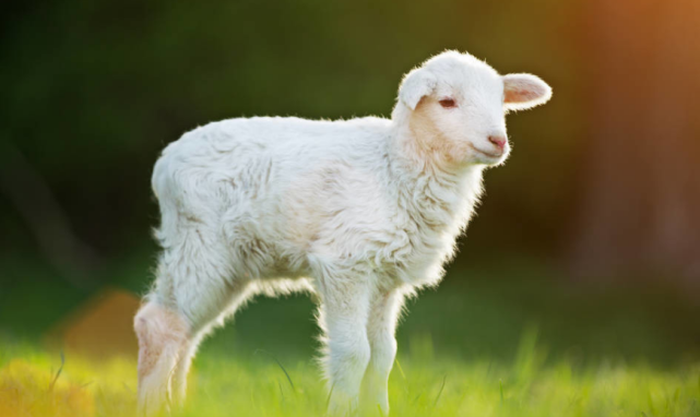 大声的告诉你属羊人就在10月8号你的贵人终于来了不是迷信劝你最好看