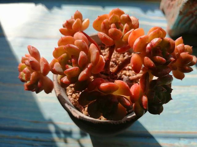 多肉艾格尼丝玫瑰出状态后橙色叶片散发出耀眼光辉有血斑更美