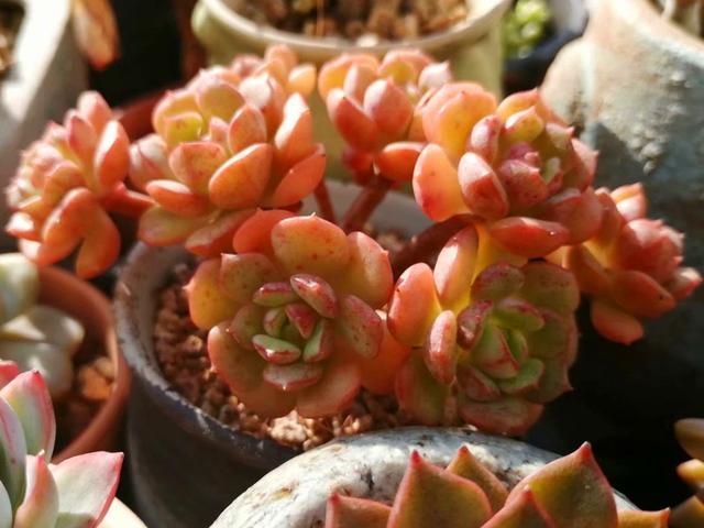 多肉艾格尼丝玫瑰,出状态后橙色叶片散发出耀眼光辉,有血斑更美