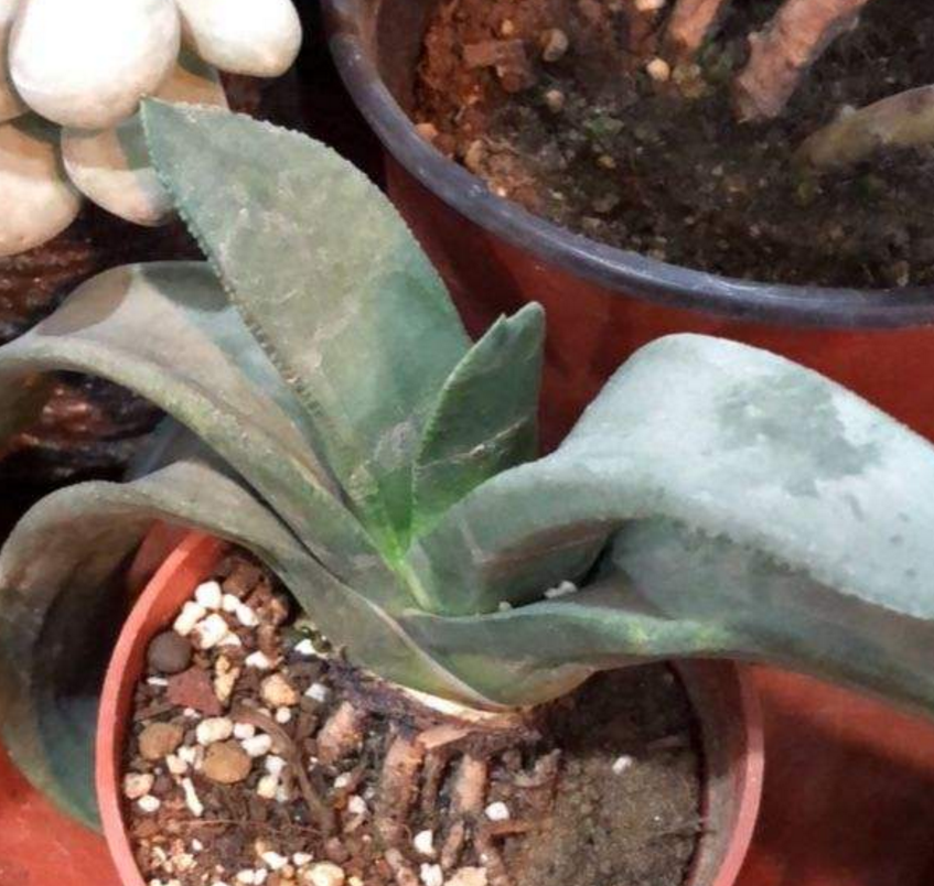 这个花花倒是不觉得像,不过有点像牛舌头呢!花友们有知道的吗?