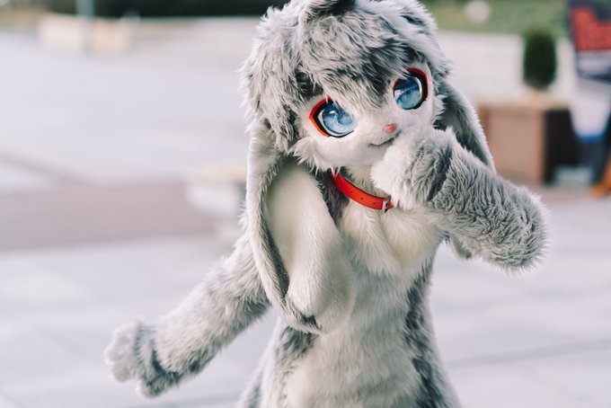 单身久了看一只兔子也觉得眉清目秀治愈系的furry