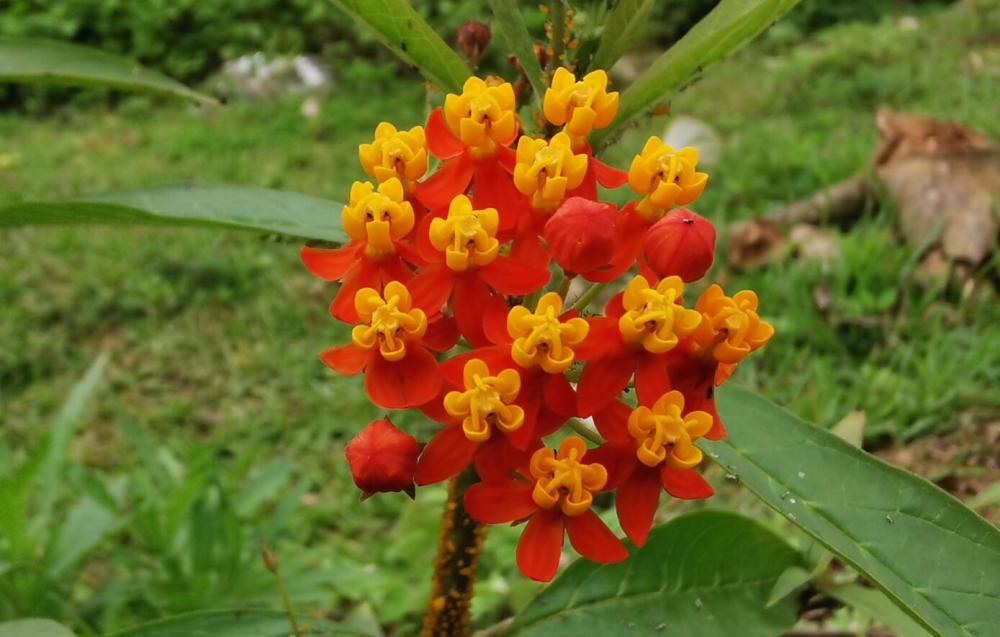 在山上发现一株很好看的花 名字也很好听 但最好不要碰它 有毒 腾讯新闻