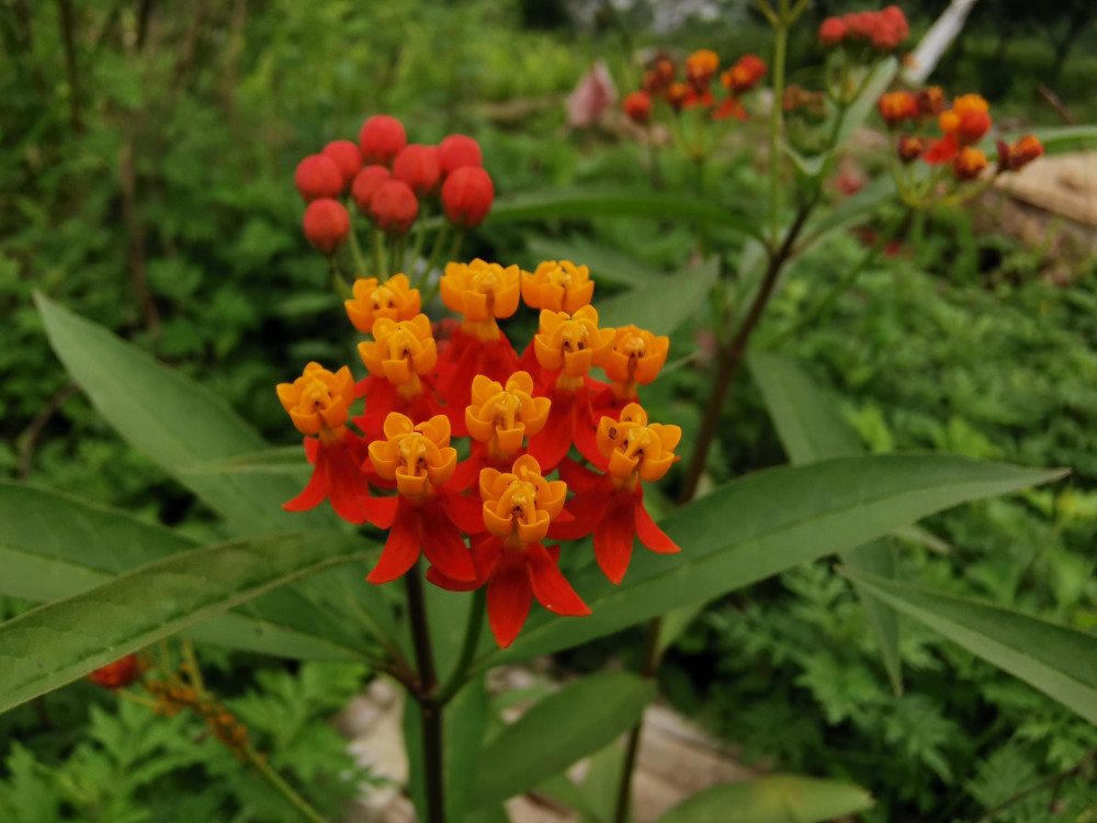 在山上发现一株很好看的花 名字也很好听 但最好不要碰它 有毒 腾讯新闻