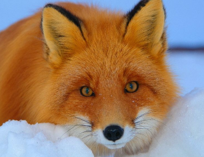 真正的狐狸眼图片图片