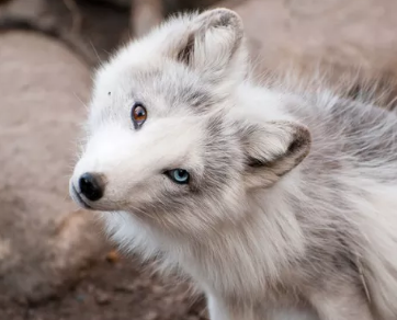 心理测试:三个狐狸眼睛,哪个能魅惑人心?测你命中的贵人运旺吗