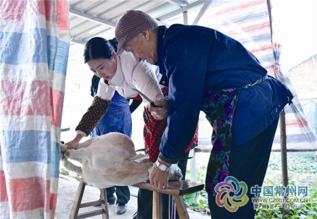 白富美女汉子彪悍杀羊烹肉
