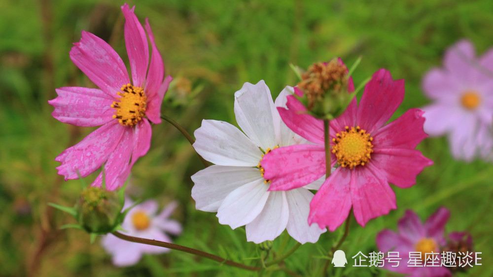 10月4日星座運勢不再頹廢 奮起直追的四大星座 星期五好車網