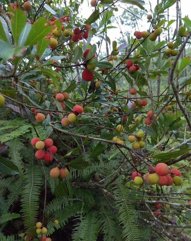 盘点广西农村的几种野果