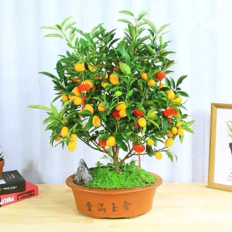 5种"招财树",招福招财好运来,家里养几盆,吉祥又如意!_腾讯新闻