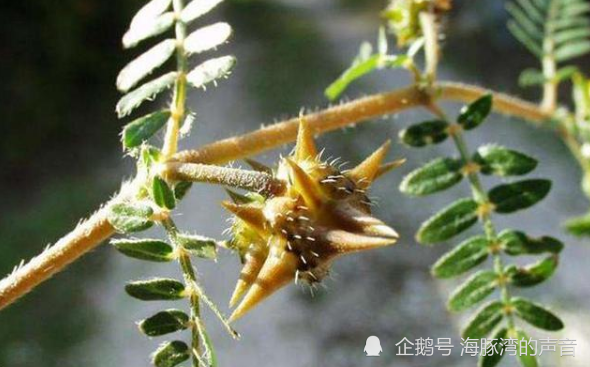 此种植物叫蒺藜浑身长满刺农民当成杂草殊不知药用价值