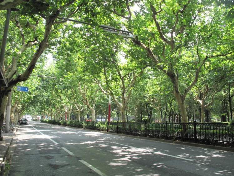 上海行道树考古