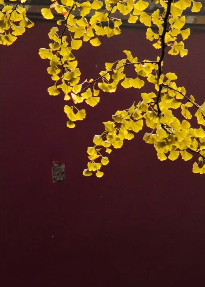 秋风|身闲无所为，心闲无所思…