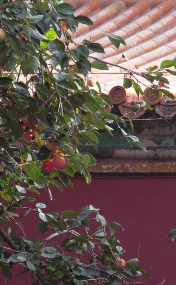 秋风|身闲无所为，心闲无所思…