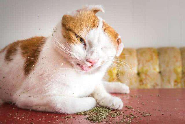 自从买了猫薄荷 我家猫咪就变成了 瘾君子 猫粮 家猫 薄荷 猫薄荷 猫咪
