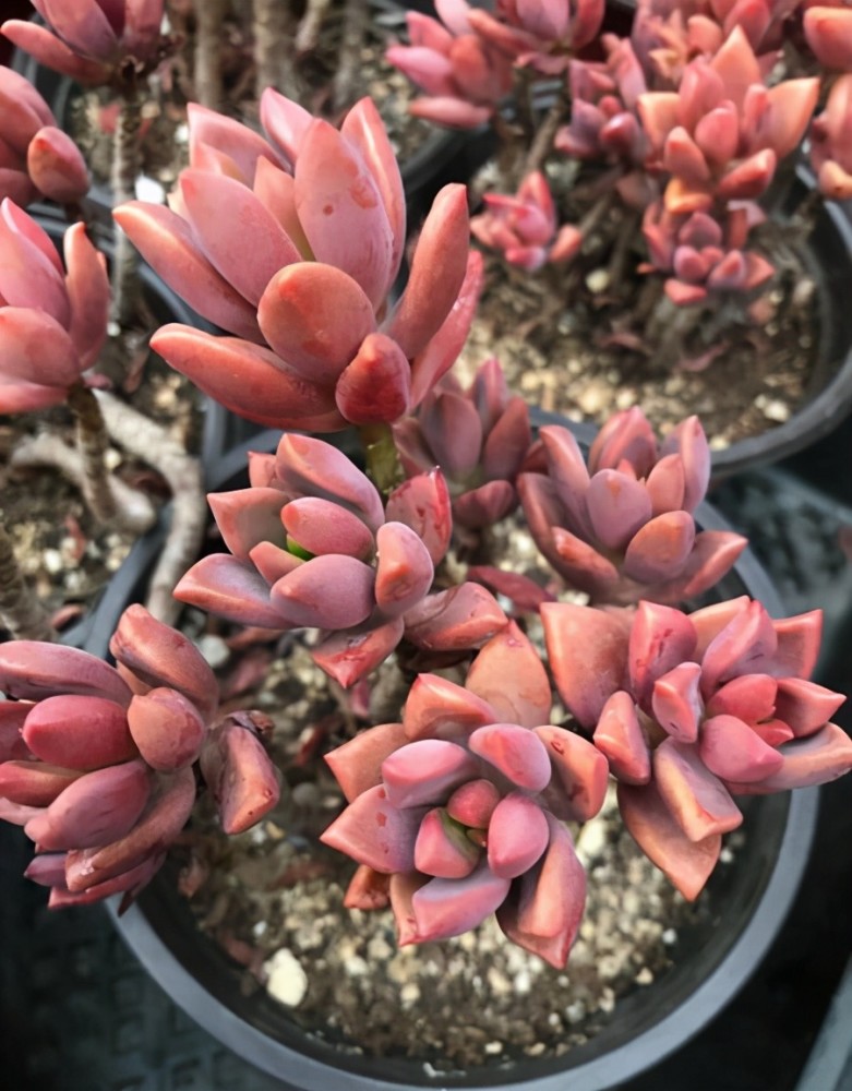 养多肉就选姬胧月,漂亮大方又好养,太阳晒晒能变色_腾讯新闻