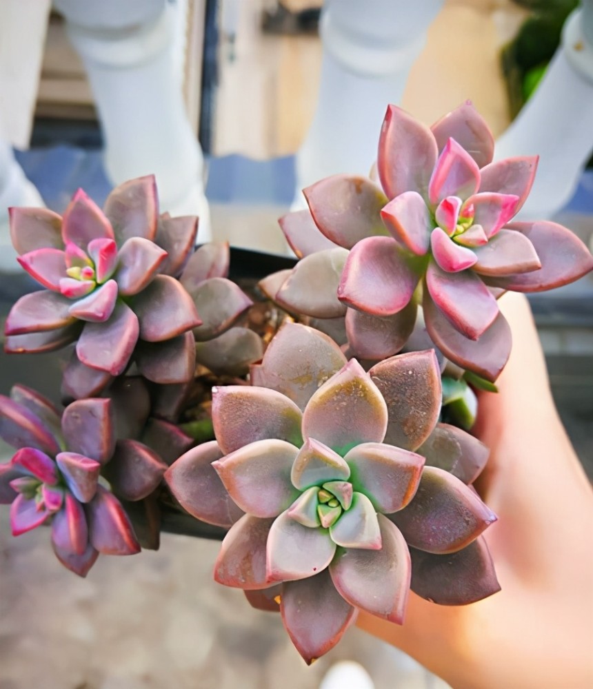 其实,很多人所不知道的是,姬胧月真正的价值体现于