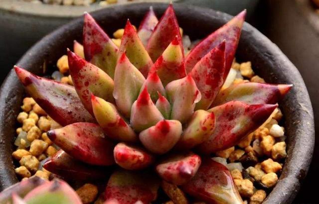 多肉植物红灵魂和罗宾是同一个品种吗?有什么区别?_腾讯新闻