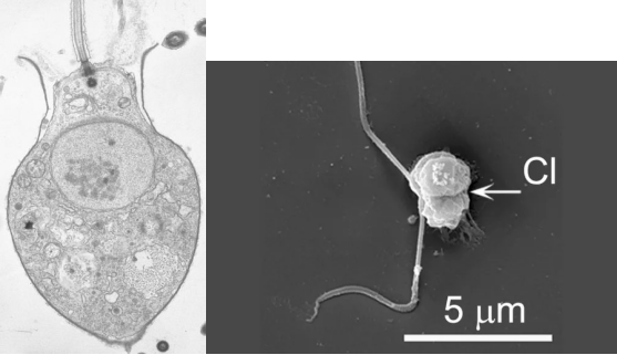 病毒|以病毒为食：这个首次发现的现象，终于填补了食物链的空缺
