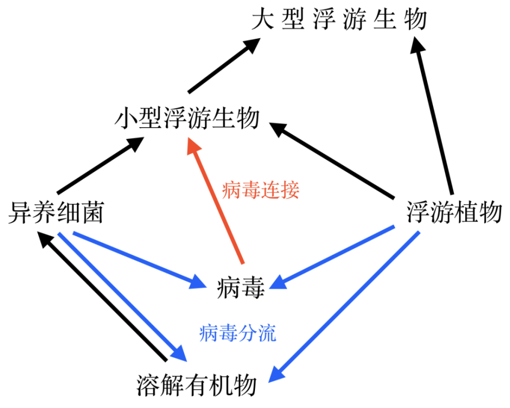 病毒|以病毒为食：这个首次发现的现象，终于填补了食物链的空缺