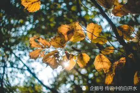 董献敏|董献敏诗词新作，时光