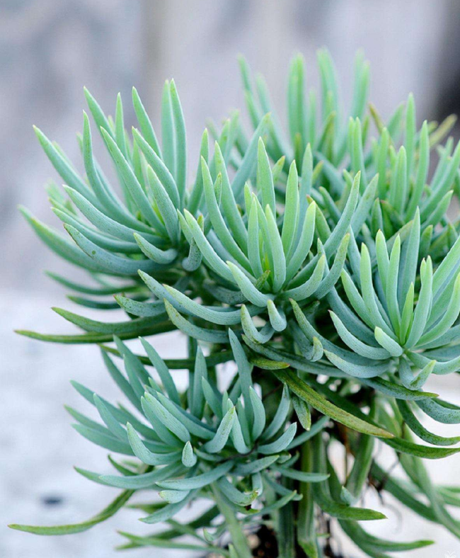 多肉界的菊科植物,叶子长得快,形状萌萌哒!