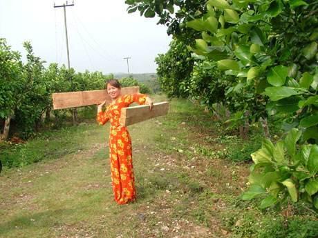 木材|世界上最沉与最轻的木头，两者密度相差12倍，我国都有出产