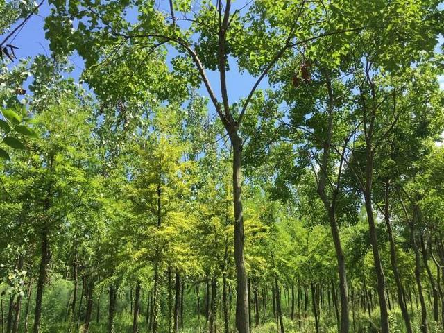 木材|世界上最沉与最轻的木头，两者密度相差12倍，我国都有出产