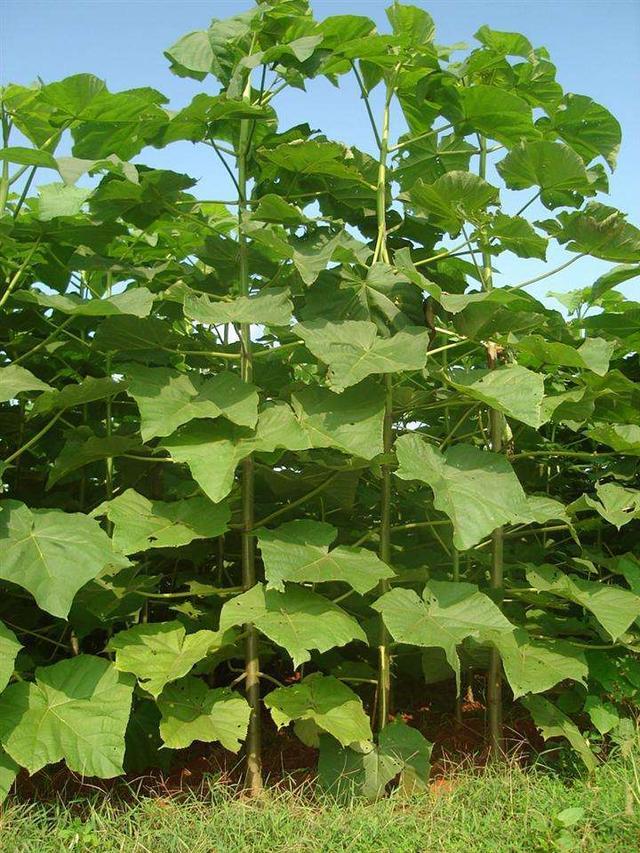 木材|世界上最沉与最轻的木头，两者密度相差12倍，我国都有出产