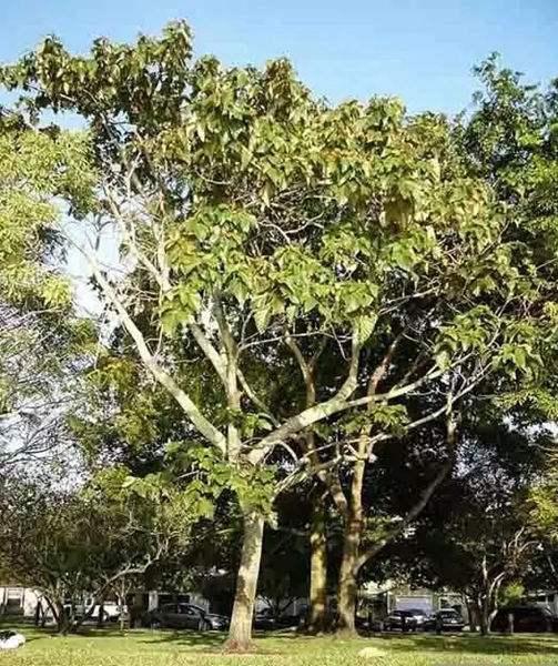 木材|世界上最沉与最轻的木头，两者密度相差12倍，我国都有出产