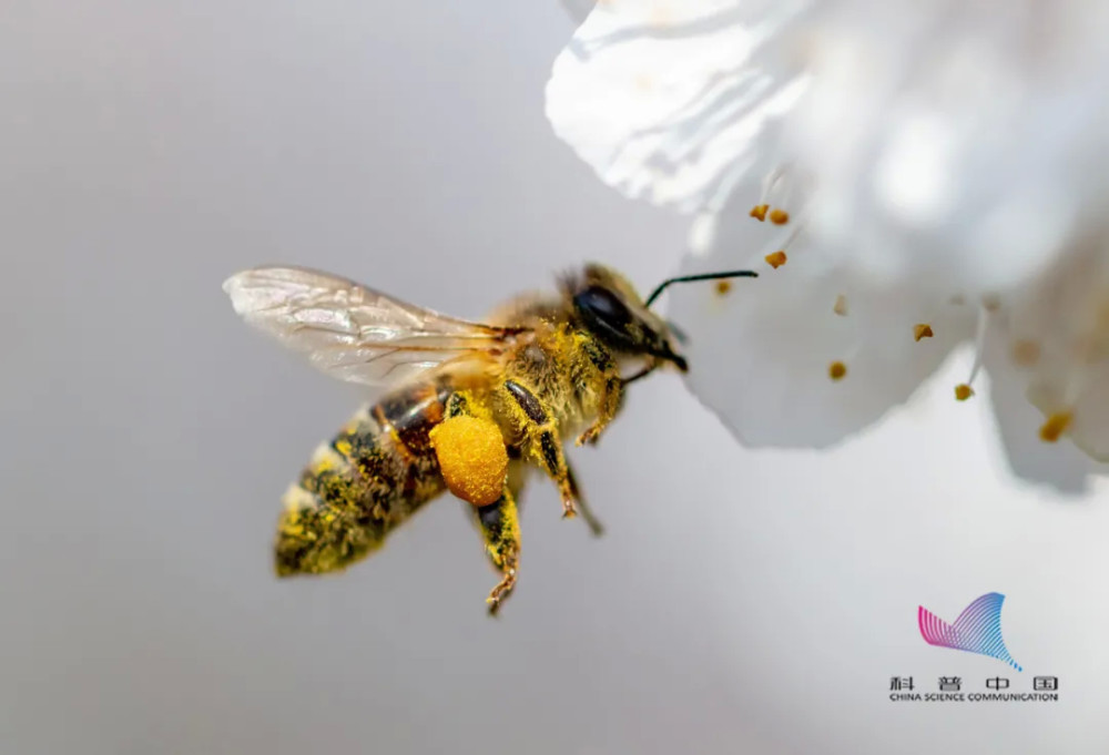 蜱虫|警惕！一男子野外游玩，被蜂蛰了险丧命！这些救命知识赶紧学