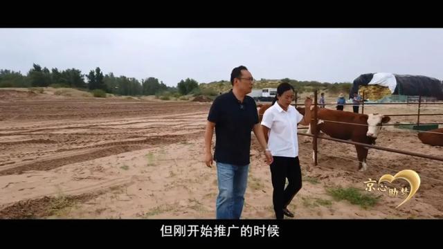 合作社|赶着牛群奔小康