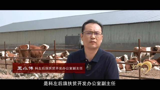 合作社|赶着牛群奔小康