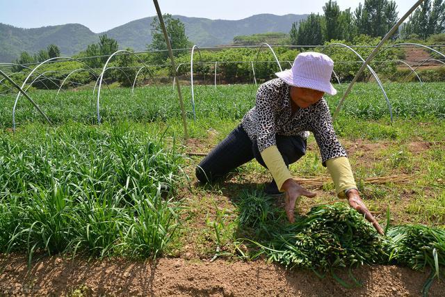 韭菜|韭菜收割一次细弱一次，韭菜越来越细怎么回事，如何防治？